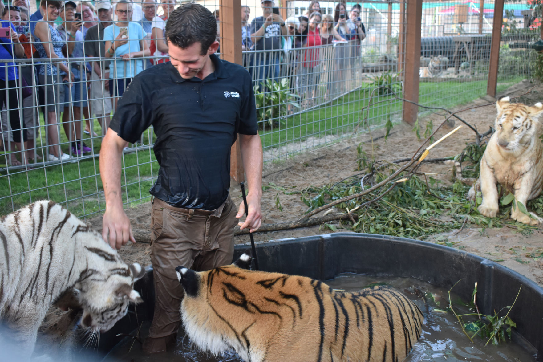 Ryan with tigers in pool